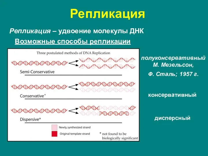 Репликация Репликация – удвоение молекулы ДНК Возможные способы репликации консервативный полуконсервативный М.