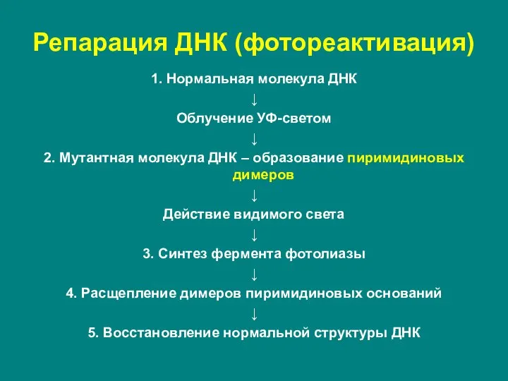 Репарация ДНК (фотореактивация) 1. Нормальная молекула ДНК ↓ Облучение УФ-светом ↓ 2.