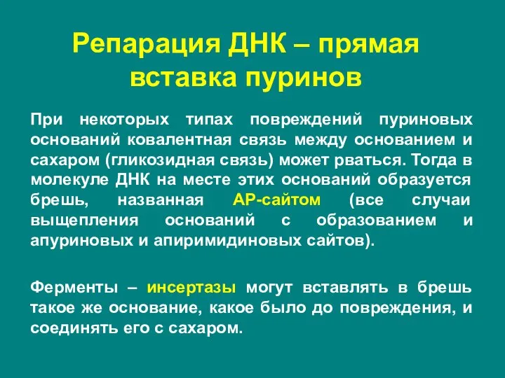 Репарация ДНК – прямая вставка пуринов При некоторых типах повреждений пуриновых оснований