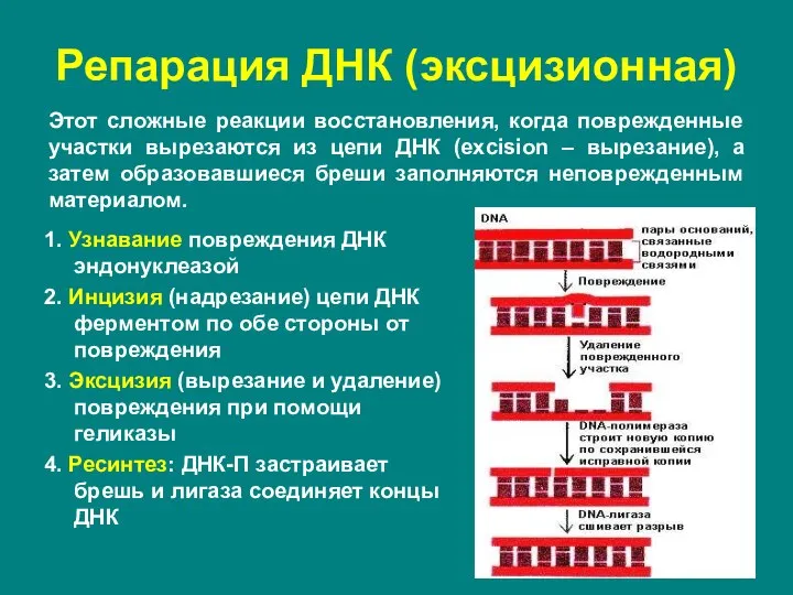 Репарация ДНК (эксцизионная) Этот сложные реакции восстановления, когда поврежденные участки вырезаются из