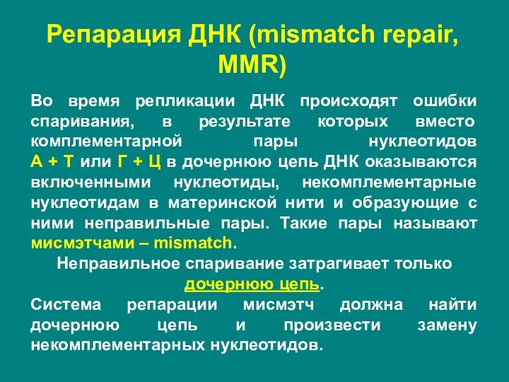 Репарация ДНК (mismatch repair, MMR) Во время репликации ДНК происходят ошибки спаривания,