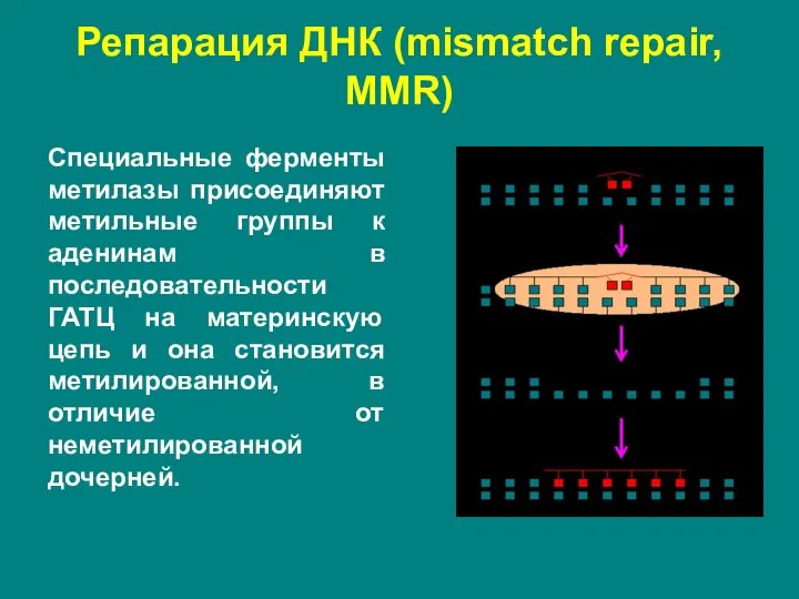 Специальные ферменты метилазы присоединяют метильные группы к аденинам в последовательности ГАТЦ на