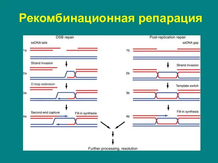 Рекомбинационная репарация