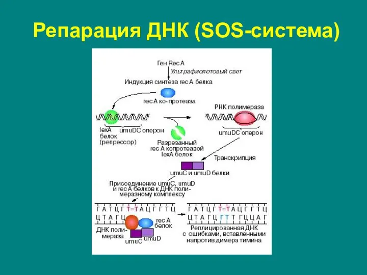 Репарация ДНК (SOS-система)