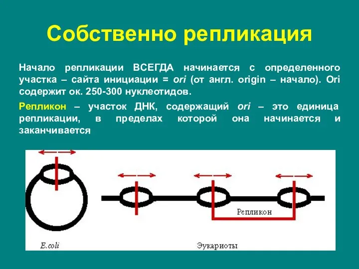 Начало репликации ВСЕГДА начинается с определенного участка – сайта инициации = ori