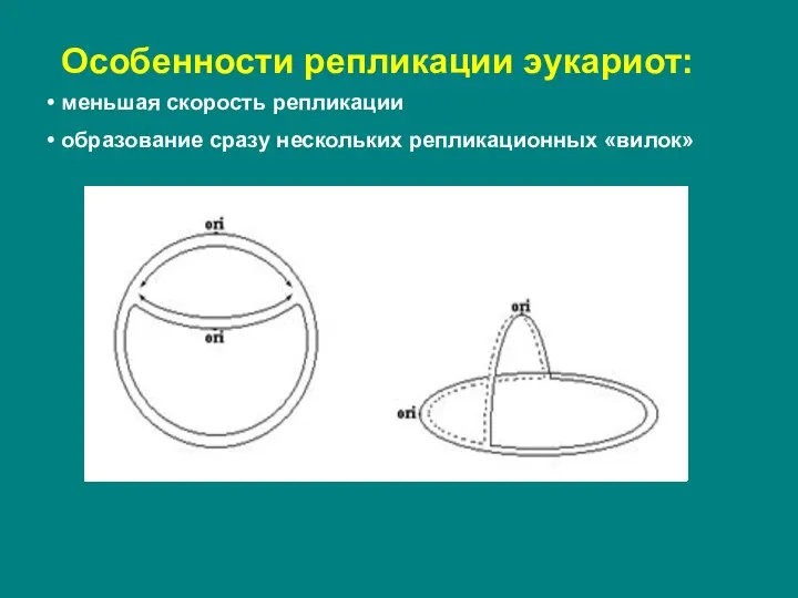 Особенности репликации эукариот: меньшая скорость репликации образование сразу нескольких репликационных «вилок»