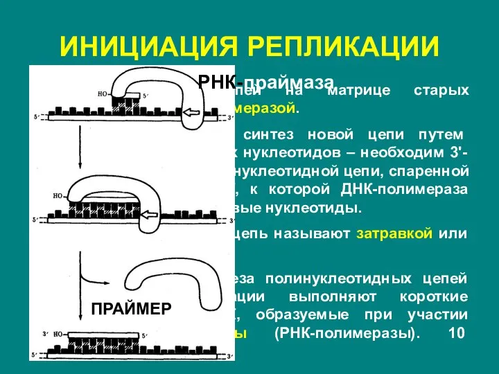 ИНИЦИАЦИЯ РЕПЛИКАЦИИ Построение новых цепей на матрице старых осуществляется ДНК-полимеразой. Она неспособна