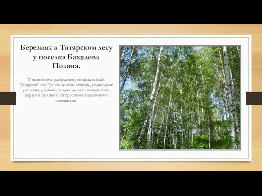 Березняк в Татарском лесу у поселка Бахилова Поляна. У самого села расположен