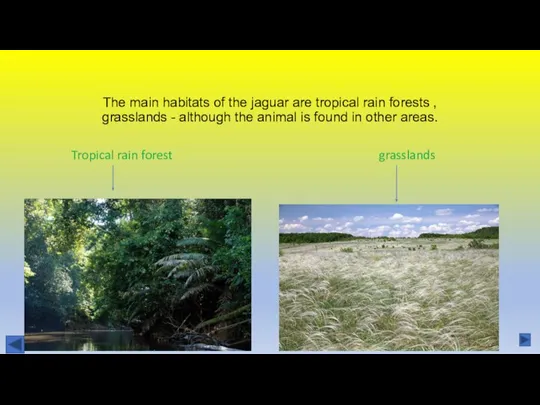 The main habitats of the jaguar are tropical rain forests , grasslands