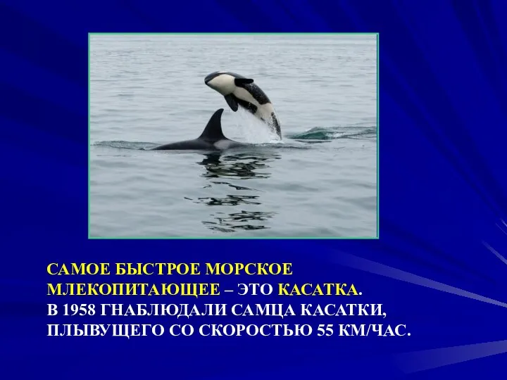 САМОЕ БЫСТРОЕ МОРСКОЕ МЛЕКОПИТАЮЩЕЕ – ЭТО КАСАТКА. В 1958 ГНАБЛЮДАЛИ САМЦА КАСАТКИ,