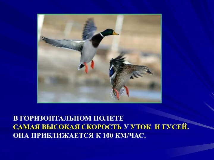 В ГОРИЗОНТАЛЬНОМ ПОЛЕТЕ САМАЯ ВЫСОКАЯ СКОРОСТЬ У УТОК И ГУСЕЙ. ОНА ПРИБЛИЖАЕТСЯ К 100 КМ/ЧАС.