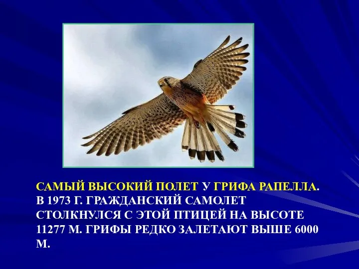 САМЫЙ ВЫСОКИЙ ПОЛЕТ У ГРИФА РАПЕЛЛА. В 1973 Г. ГРАЖДАНСКИЙ САМОЛЕТ СТОЛКНУЛСЯ