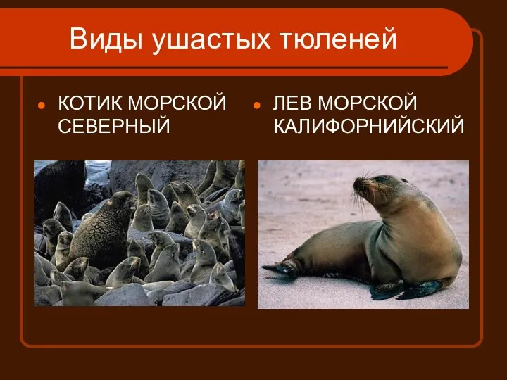 Виды ушастых тюленей КОТИК МОРСКОЙ СЕВЕРНЫЙ ЛЕВ МОРСКОЙ КАЛИФОРНИЙСКИЙ