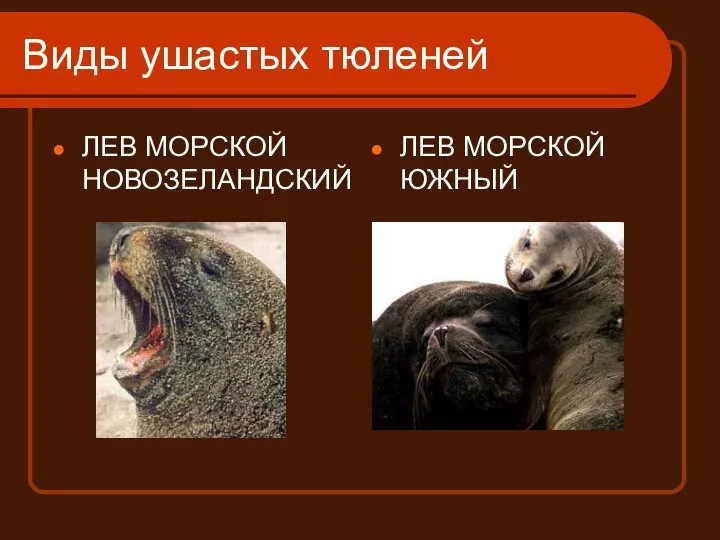 Виды ушастых тюленей ЛЕВ МОРСКОЙ НОВОЗЕЛАНДСКИЙ ЛЕВ МОРСКОЙ ЮЖНЫЙ