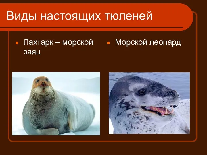 Виды настоящих тюленей Лахтарк – морской заяц Морской леопард
