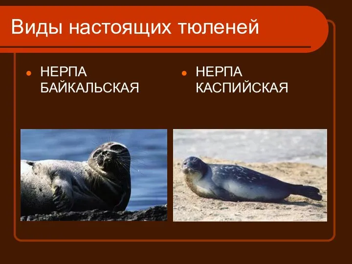 Виды настоящих тюленей НЕРПА БАЙКАЛЬСКАЯ НЕРПА КАСПИЙСКАЯ