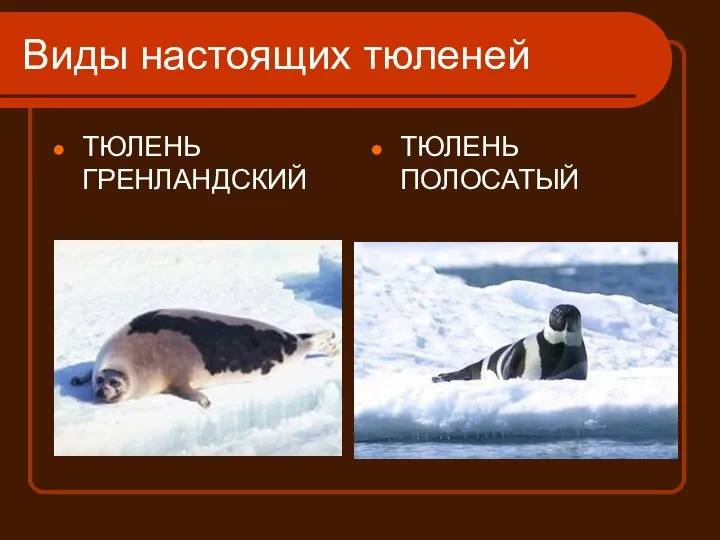 Виды настоящих тюленей ТЮЛЕНЬ ГРЕНЛАНДСКИЙ ТЮЛЕНЬ ПОЛОСАТЫЙ