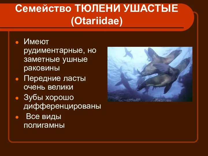 Семейство ТЮЛЕНИ УШАСТЫЕ (Otariidae) Имеют рудиментарные, но заметные ушные раковины Передние ласты