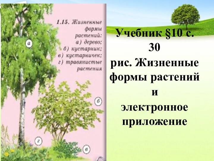 Учебник §10 с. 30 рис. Жизненные формы растений и электронное приложение