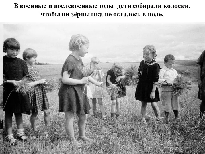 В военные и послевоенные годы дети собирали колоски, чтобы ни зёрнышка не осталось в поле.