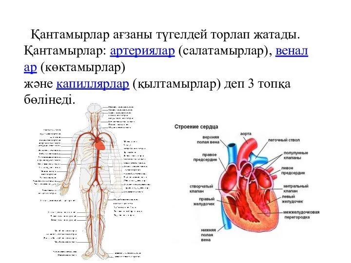 Қантамырлар ағзаны түгелдей торлап жатады. Қантамырлар: артериялар (салатамырлар), веналар (көктамырлар)және капиллярлар (қылтамырлар) деп 3 топқа бөлінеді.