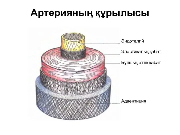 Артерияның құрылысы Эндотелий Эластикалық қабат Бұлшық еттік қабат Адвентиция