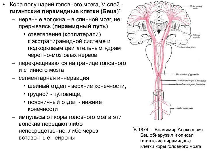 Кора полушарий головного мозга, V слой - гигантские пирамидные клетки (Беца)* нервные