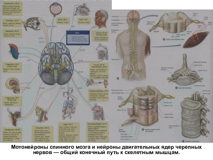 Мотонейроны спинного мозга и нейроны двигательных ядер черепных нервов — общий конечный путь к скелетным мышцам.