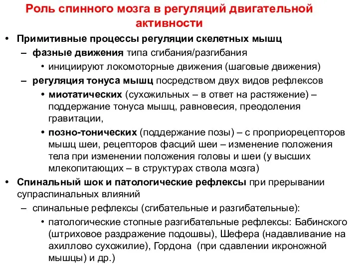 Роль спинного мозга в регуляций двигательной активности Примитивные процессы регуляции скелетных мышц