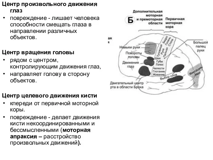 Центр произвольного движения глаз повреждение - лишает человека способности смещать глаза в