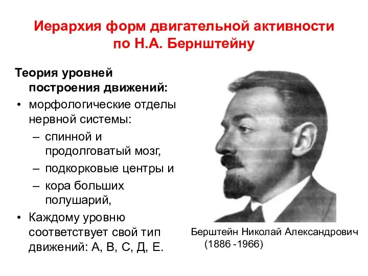 Иерархия форм двигательной активности по Н.А. Бернштейну Теория уровней построения движений: морфологические