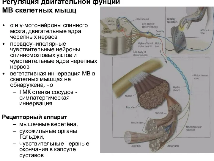 Регуляция двигательной фунции МВ скелетных мышц α и γ-мотонейроны спинного мозга, двигательные