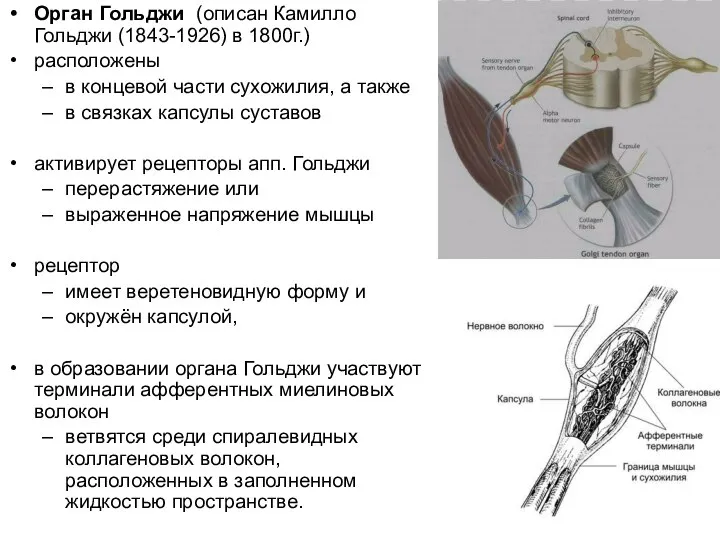 Орган Гольджи (описан Камилло Гольджи (1843-1926) в 1800г.) расположены в концевой части