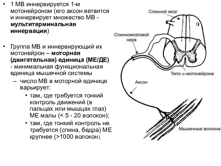 1 МВ иннервируется 1-м мотонейроном (его аксон ветвится и иннервирует множество МВ