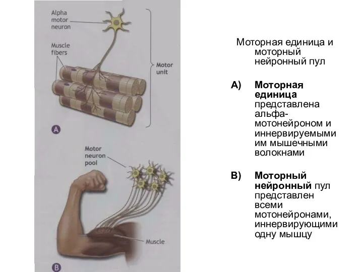 Моторная единица и моторный нейронный пул Моторная единица представлена альфа-мотонейроном и иннервируемыми