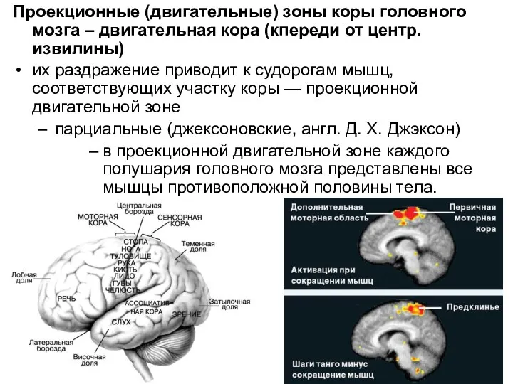 Проекционные (двигательные) зоны коры головного мозга – двигательная кора (кпереди от центр.извилины)