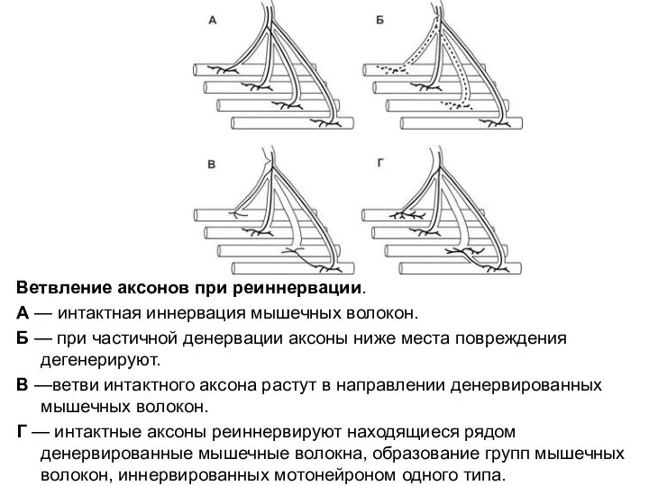 Ветвление аксонов при реиннервации. А — интактная иннервация мышечных волокон. Б —