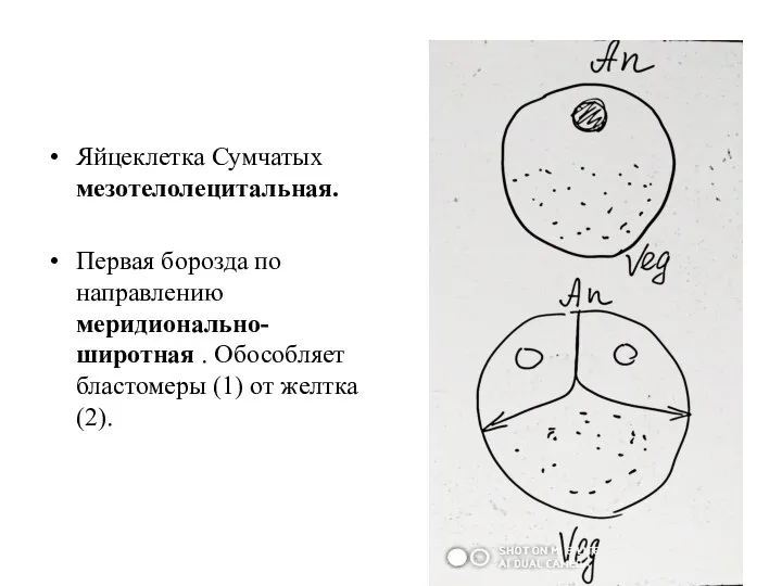 Яйцеклетка Сумчатых мезотелолецитальная. Первая борозда по направлению меридионально-широтная . Обособляет бластомеры (1) от желтка (2).