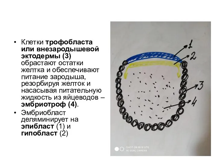 Клетки трофобласта или внезародышевой эктодермы (3) обрастают остатки желтка и обеспечивают питание