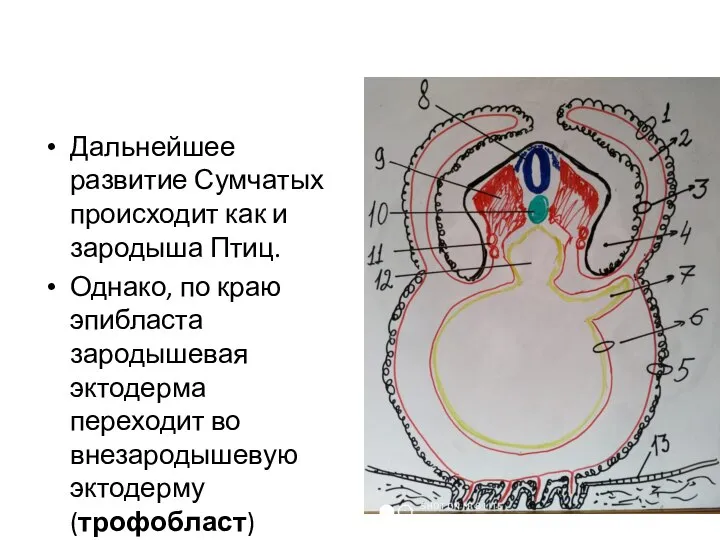 Дальнейшее развитие Сумчатых происходит как и зародыша Птиц. Однако, по краю эпибласта