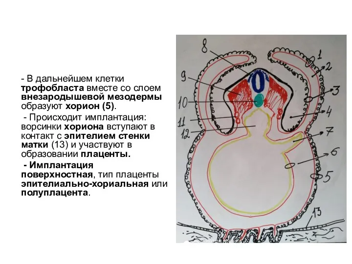 - В дальнейшем клетки трофобласта вместе со слоем внезародышевой мезодермы образуют хорион