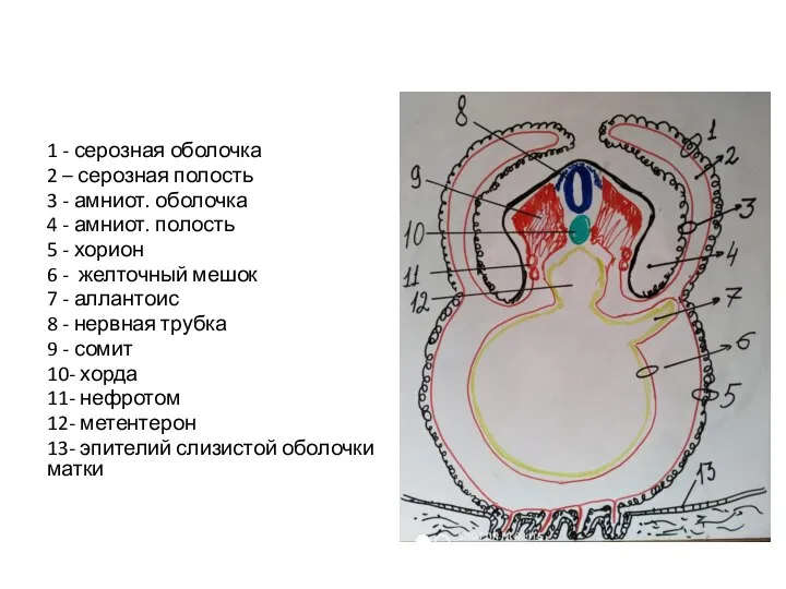 1 - серозная оболочка 2 – серозная полость 3 - амниот. оболочка