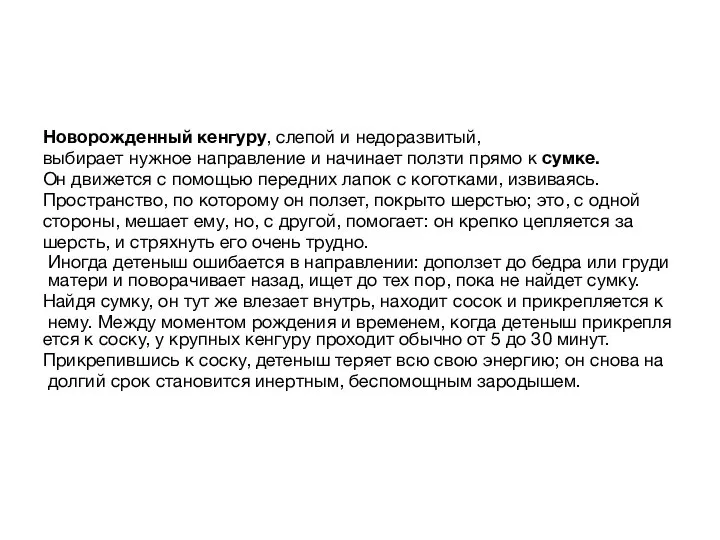 Новорожденный кенгуру, слепой и недоразвитый, выбирает нужное направление и начинает ползти прямо