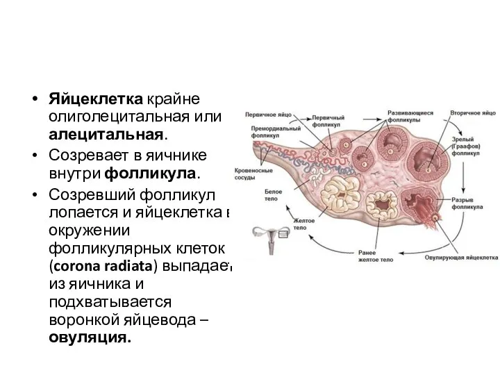 Яйцеклетка крайне олиголецитальная или алецитальная. Созревает в яичнике внутри фолликула. Созревший фолликул