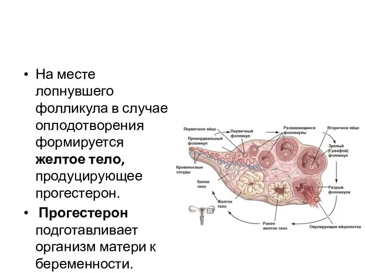 На месте лопнувшего фолликула в случае оплодотворения формируется желтое тело, продуцирующее прогестерон.