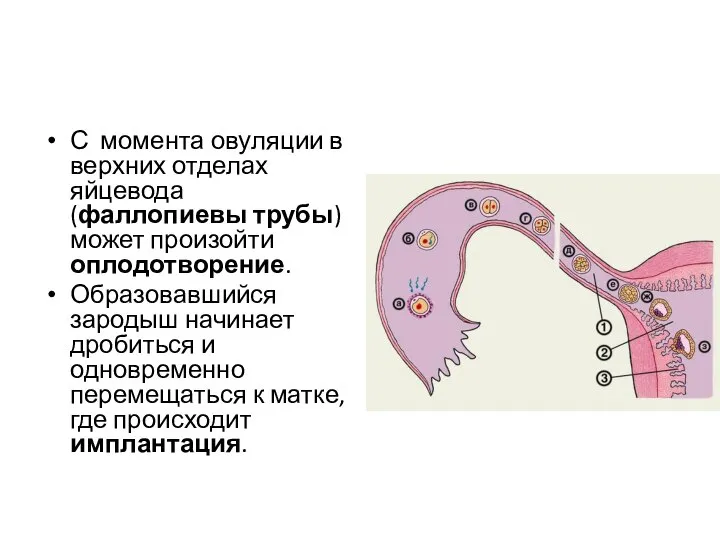 С момента овуляции в верхних отделах яйцевода (фаллопиевы трубы) может произойти оплодотворение.