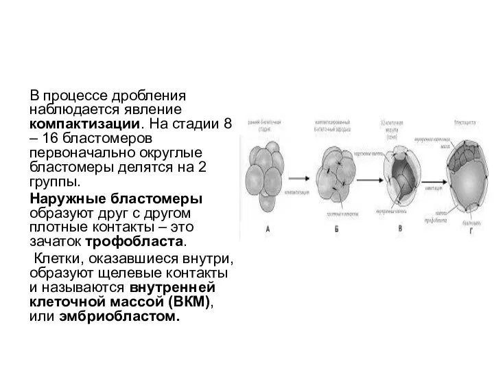 В процессе дробления наблюдается явление компактизации. На стадии 8 – 16 бластомеров