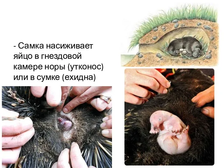 - Самка насиживает яйцо в гнездовой камере норы (утконос) или в сумке (ехидна)