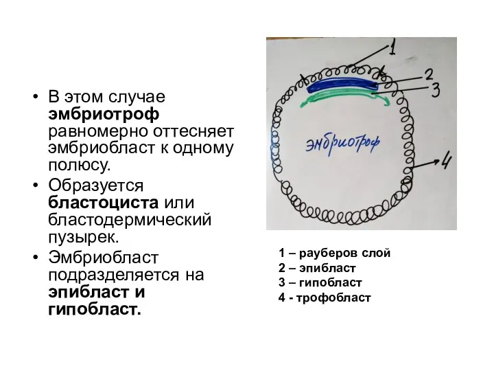 В этом случае эмбриотроф равномерно оттесняет эмбриобласт к одному полюсу. Образуется бластоциста