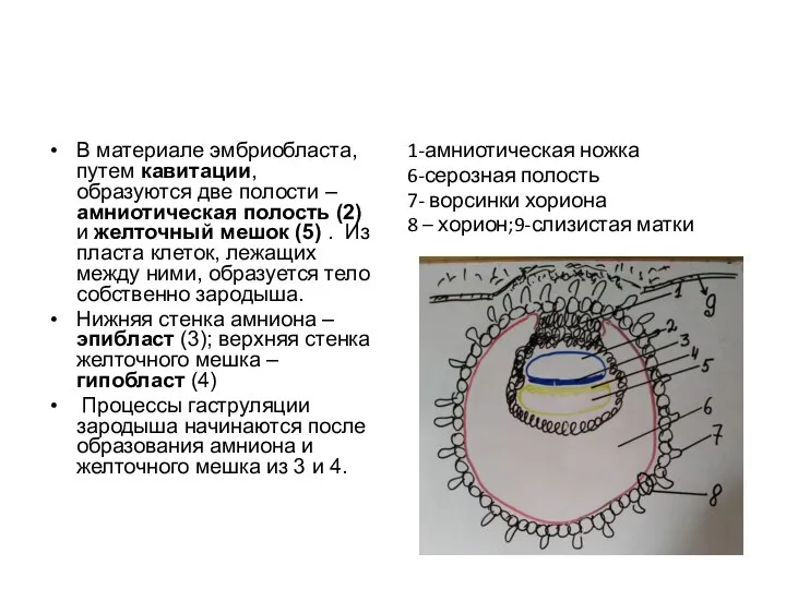 В материале эмбриобласта, путем кавитации, образуются две полости – амниотическая полость (2)